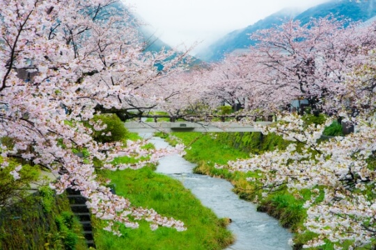 一の坂川沿いの桜並木